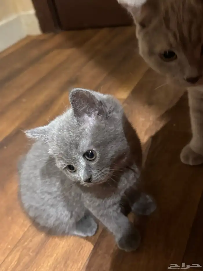 قطط صغار للبيع 4