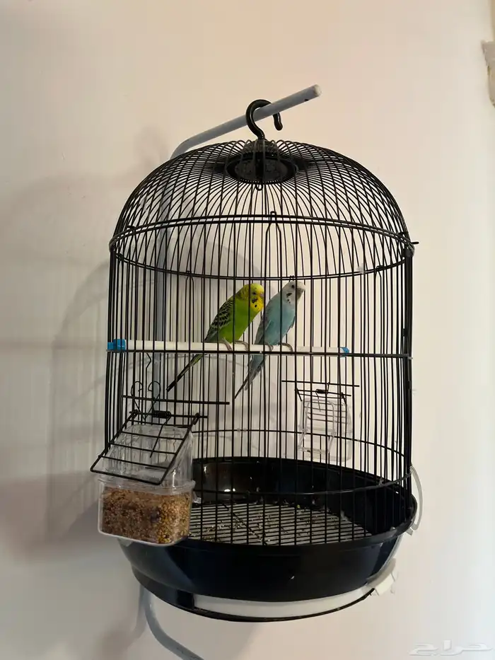 عصافير البادجي - طيور الحب- ب قفص اسود و الاكل حقهم - 1