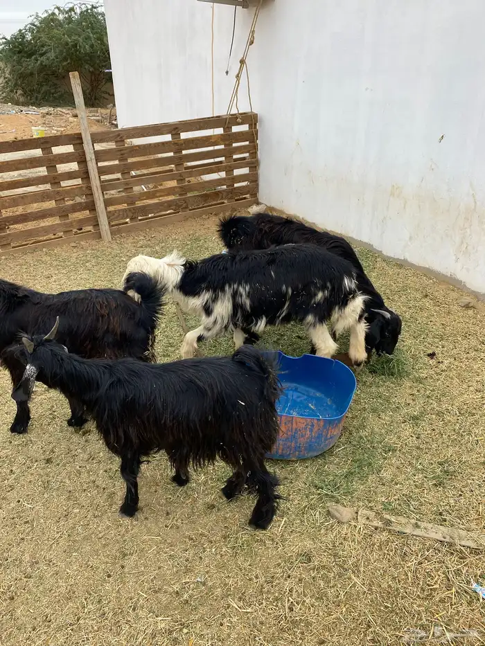 تيوس و خرفان البيع 1