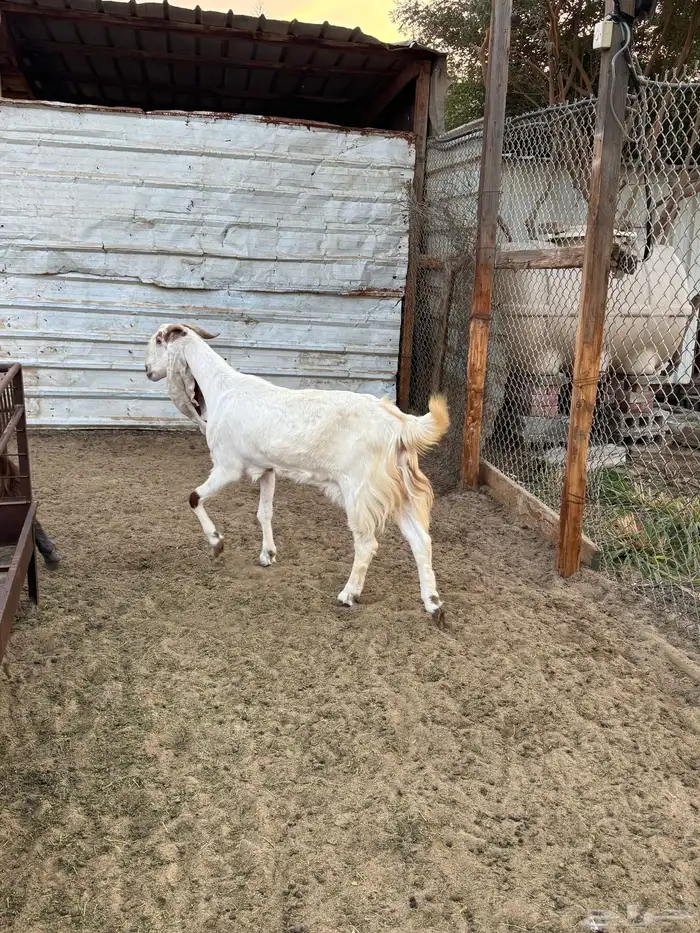 للبيع عدد 36 عنز مشروك وهولندي مواليد 0