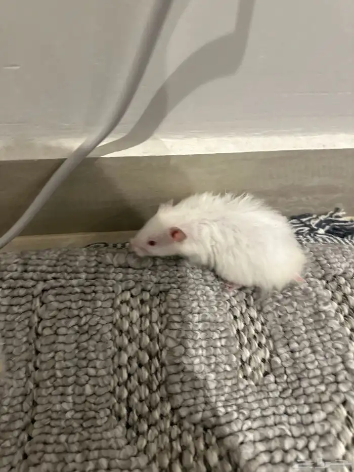 هامستر للبيع 1