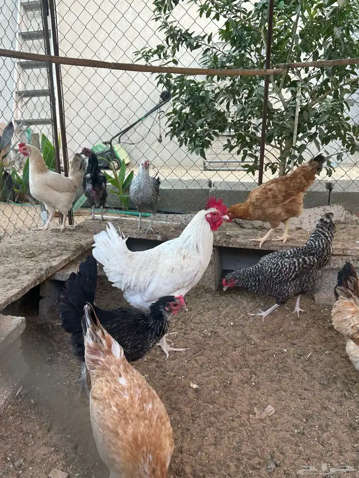 دجاج مع العشه 5