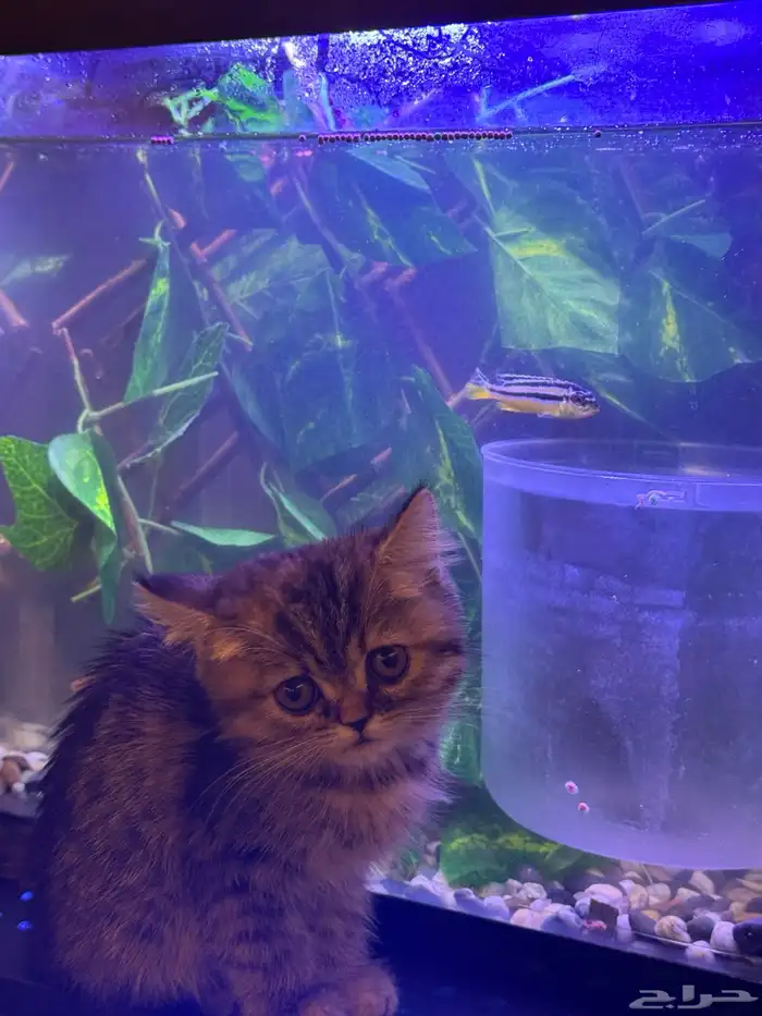 قطة للتبني عمر شهرين 0