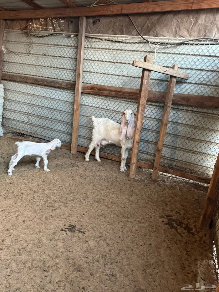 للبيع عدد 36 عنز مشروك وهولندي مواليد 11