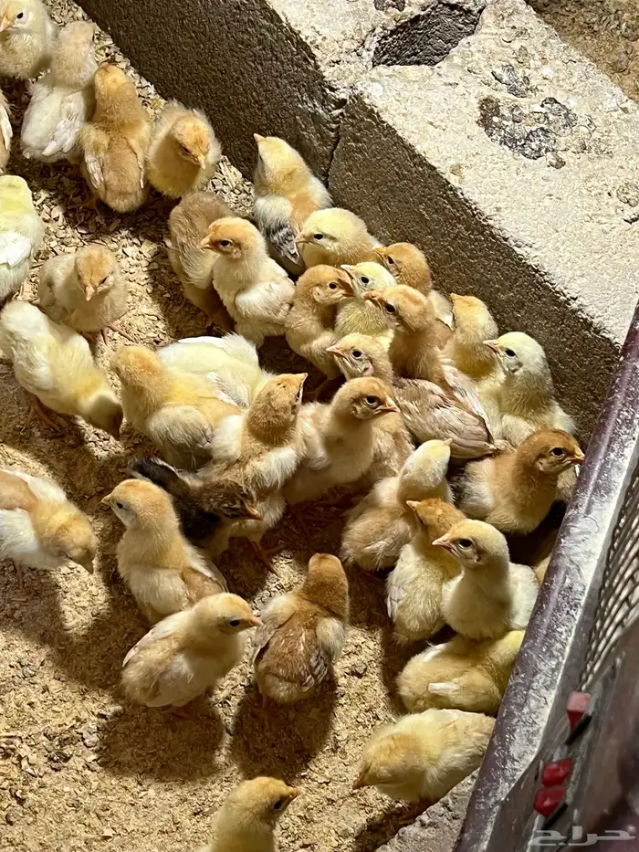 مزارع جوي طريق المجمعه جلاجل 1