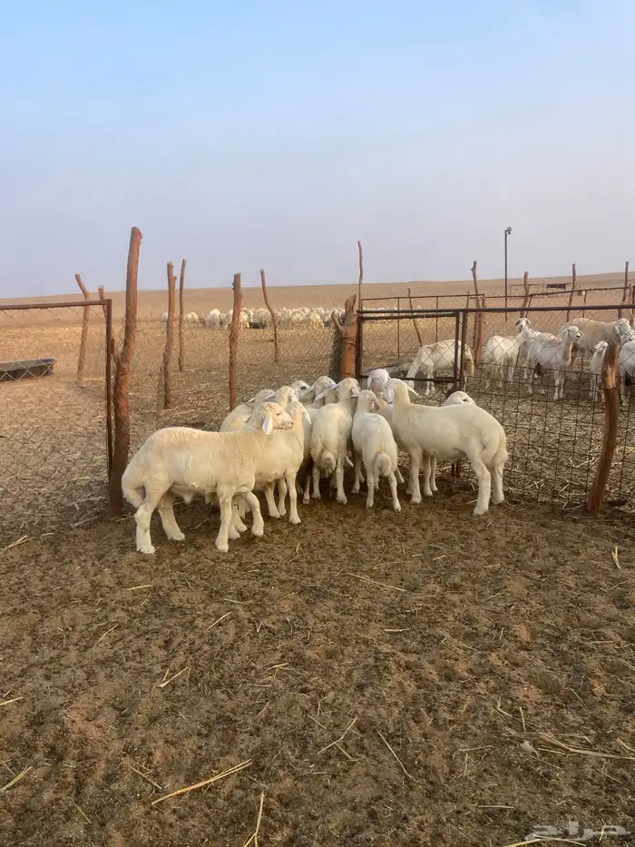 بهم حري نظيف 20