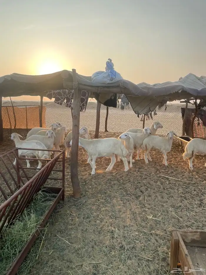 بهم حري نظيف 4