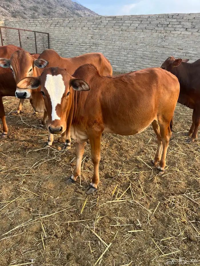 حسلان. بلدي. 15