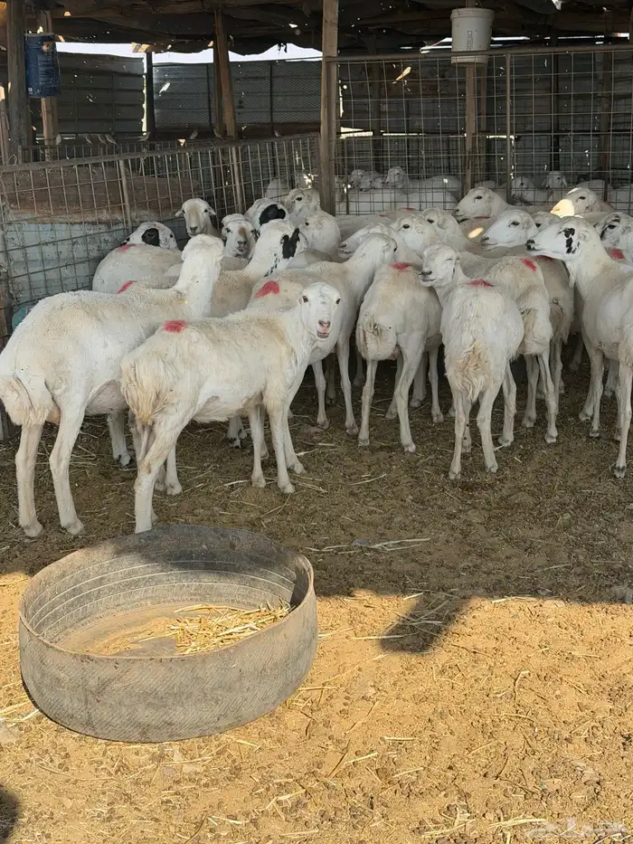 غنم رفيد. عددها30 دفيع شرط فحص سونار 4