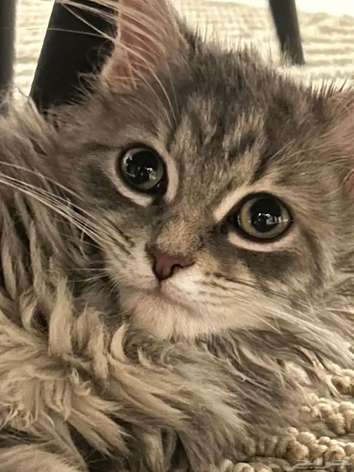 قطه شيرازي للبيع 1