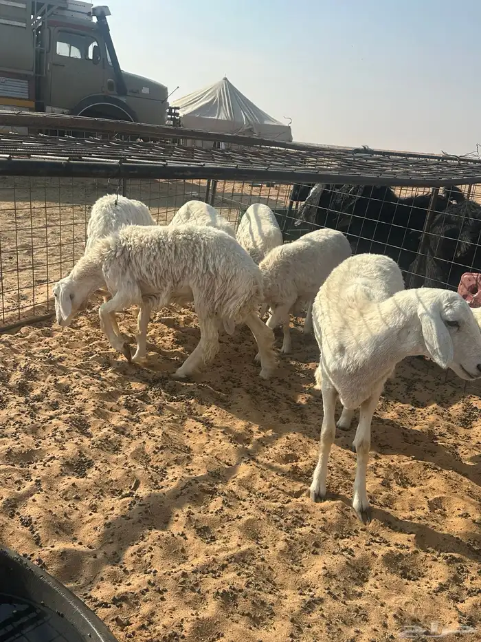 بهم طيب ومعزا و حاشي 1