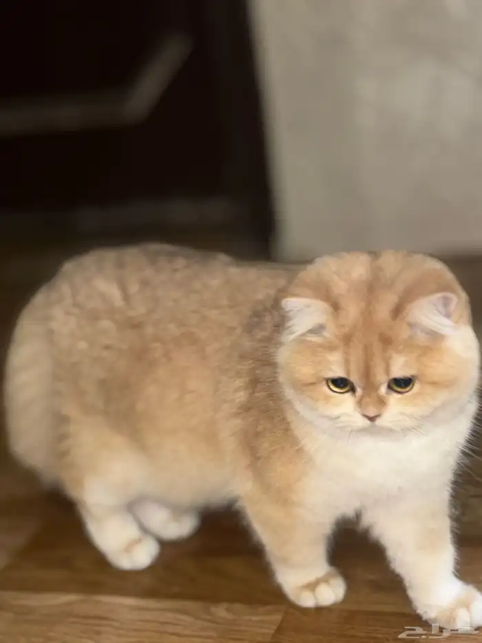 البيع قطط برتش 0