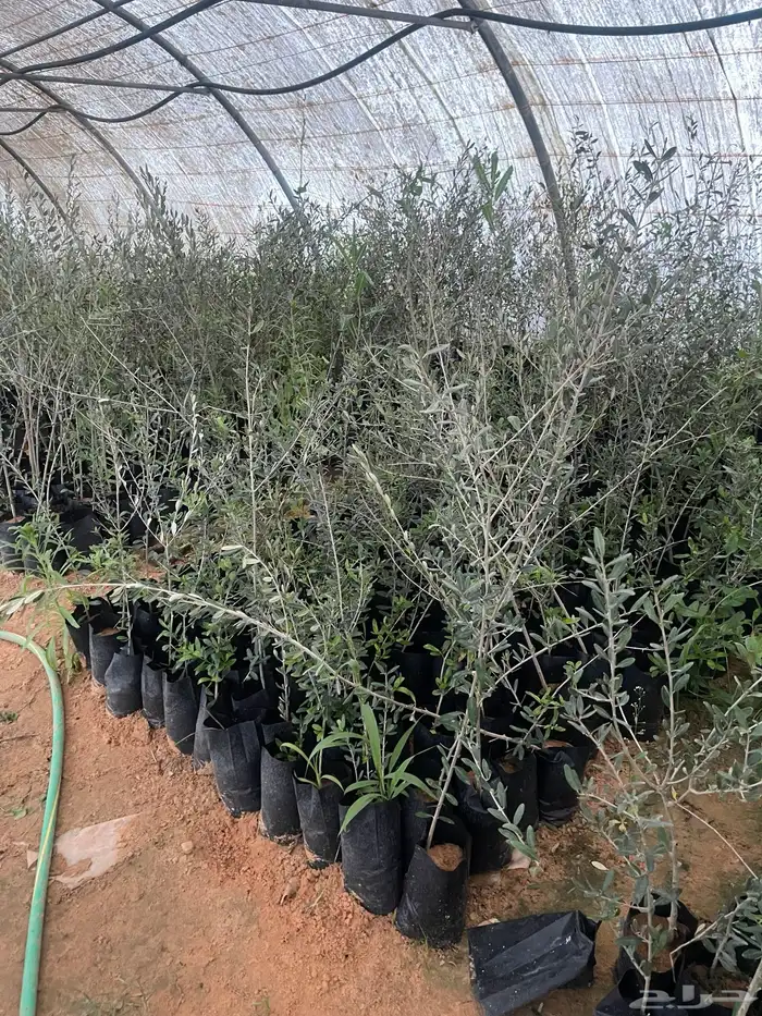 زيتون نيبالي واربيكانا وكورنكي 2