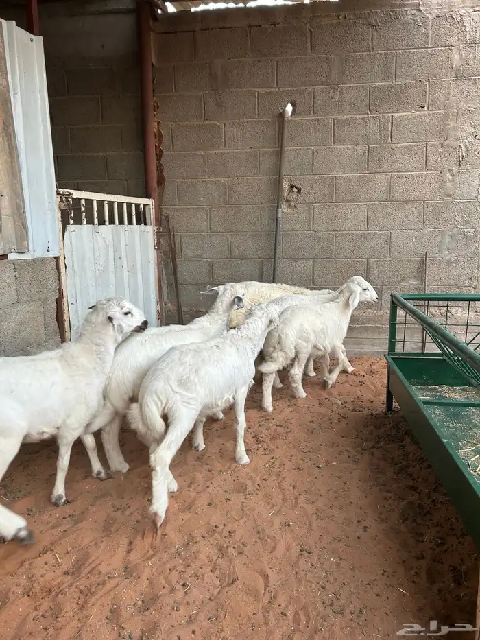 حريات هرافى زبده 3