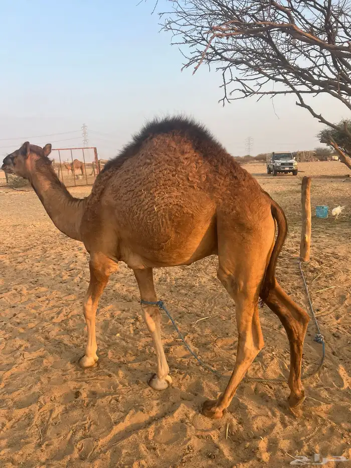 قعدان وبكره سواحل 9