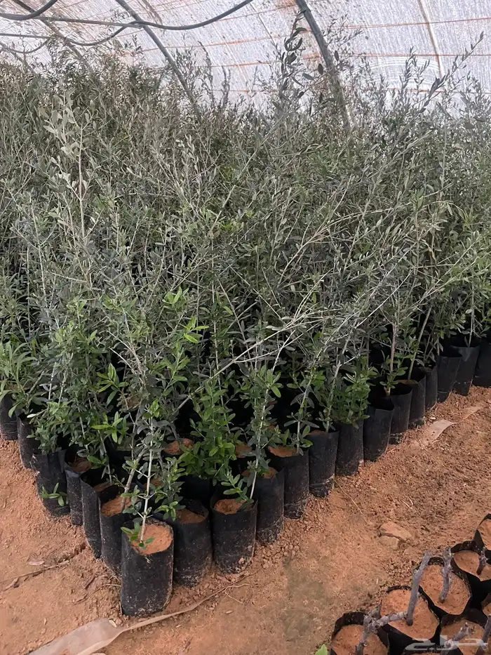 زيتون نيبالي واربيكانا وكورنكي 3