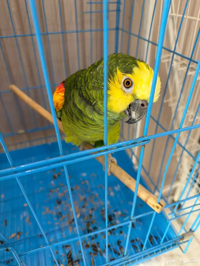 امزوني بلوفرنتد 0