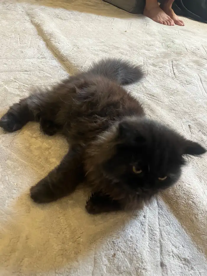 قطه للتبني 3