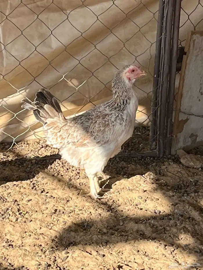 دجاج كفو للبيع 2