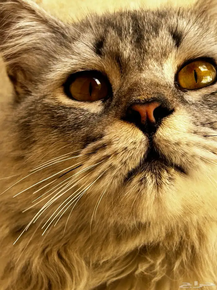 فندقه جميع الحيوانات 3