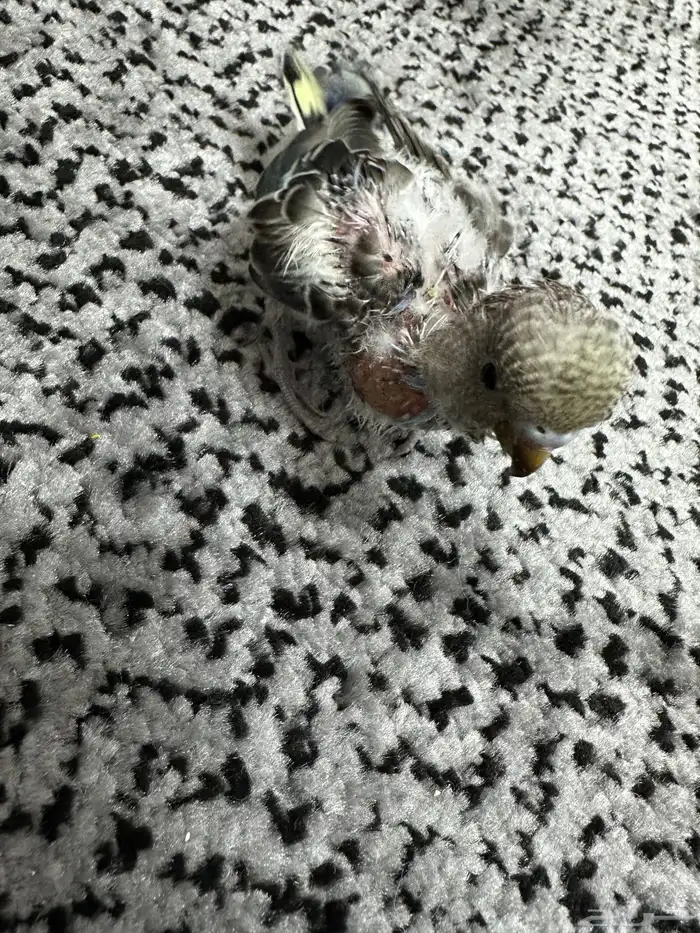 فرخ البادجي للتبني 1