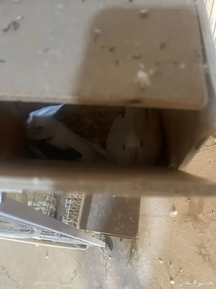 جوز باكستاني جوز هولاندي روز منتجين العدد 4 2