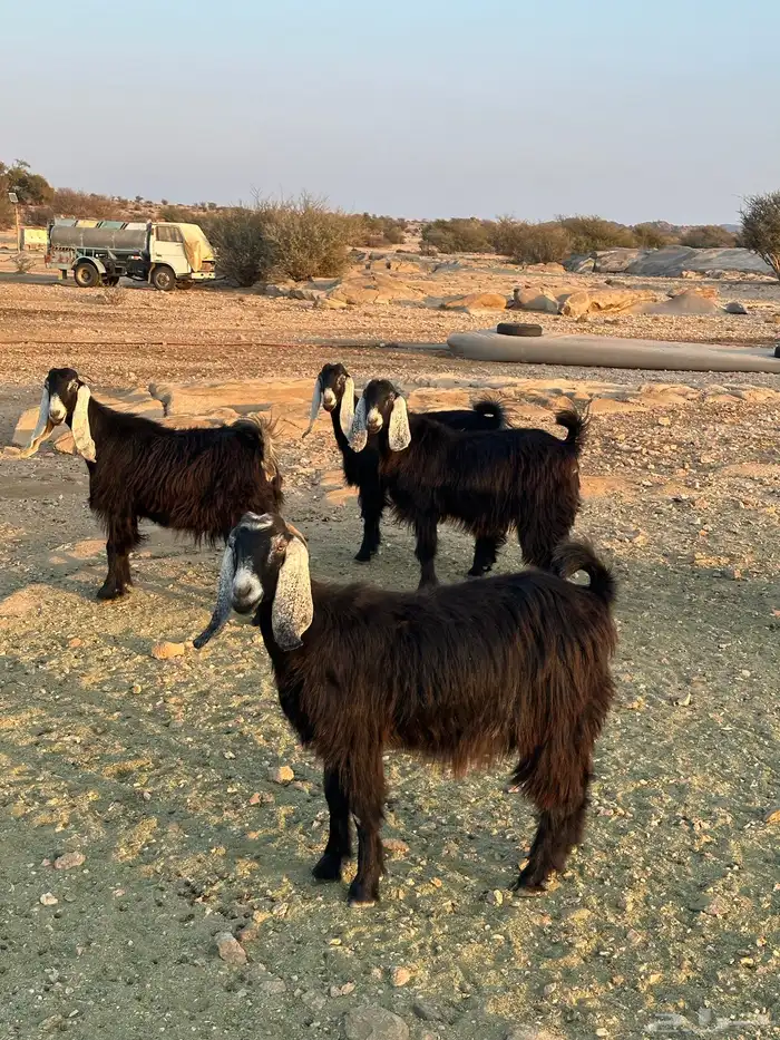 جفار عوارض دفيع 2