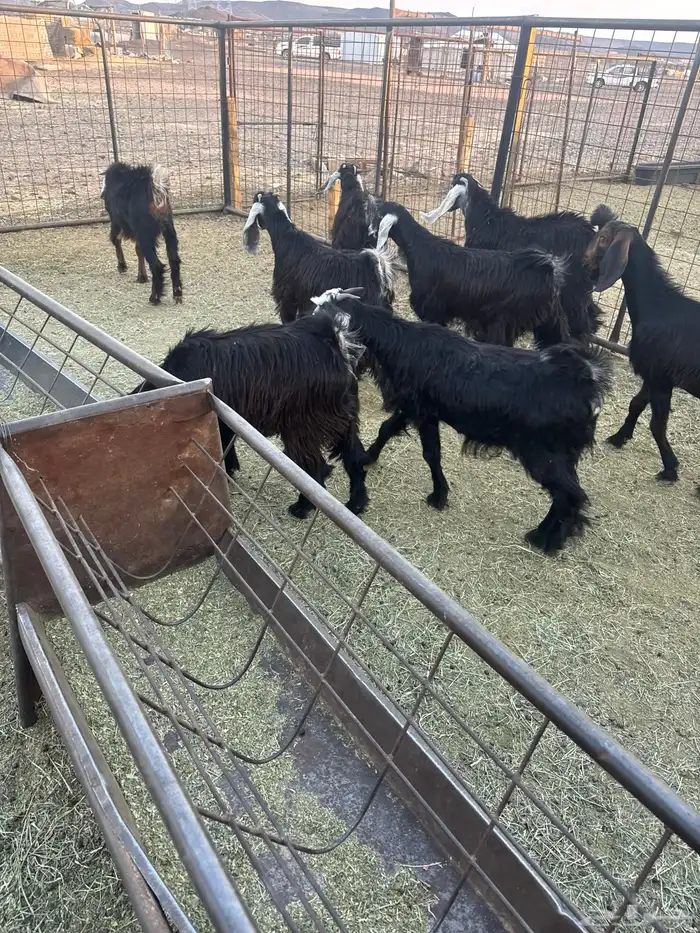 جفار مقنوي 6