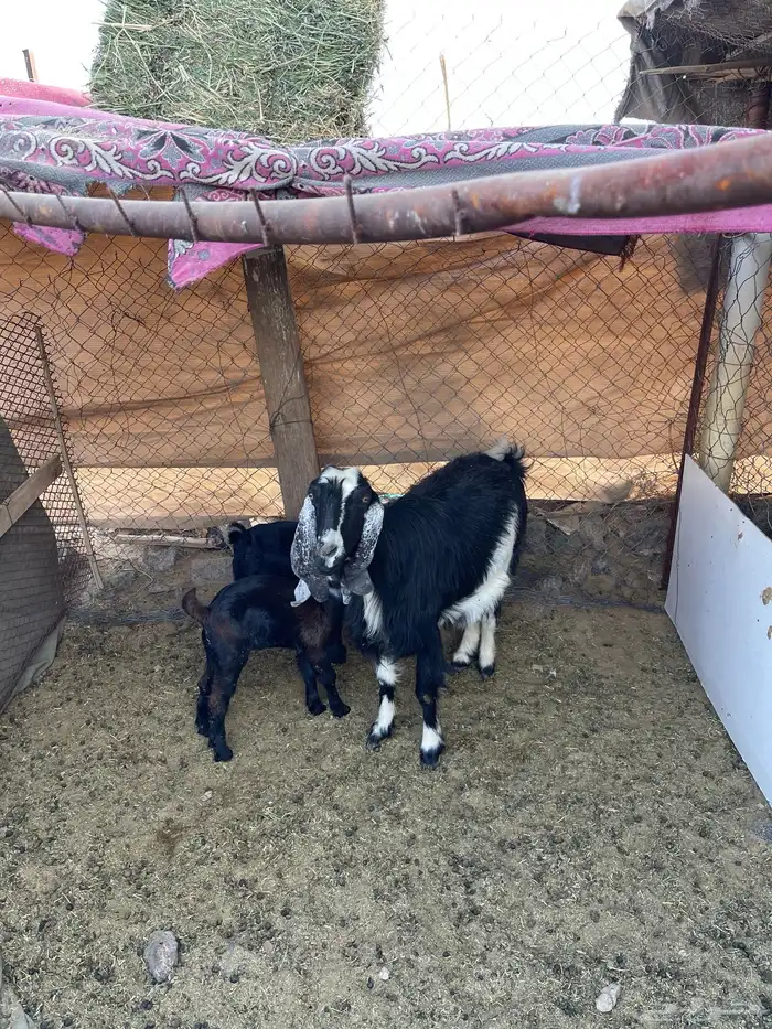 عنز والد بتوم للبيع 0