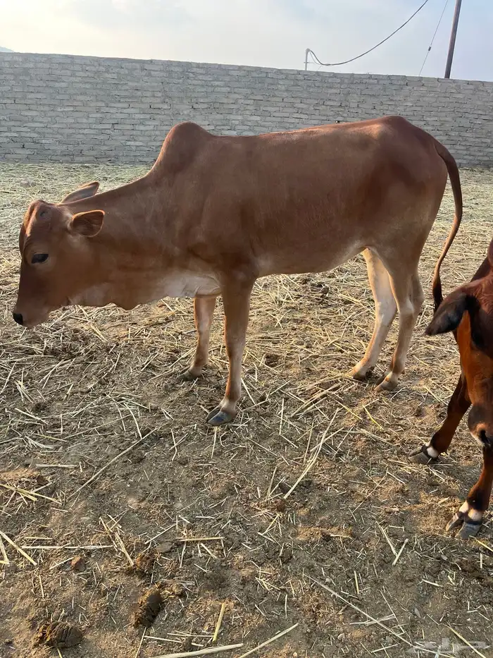 حسلان. بلدي. 13