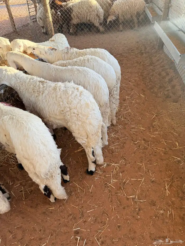 ذبايح نعيمي ذبائح حري سواكني خدمة ذبح وتوصيل 6