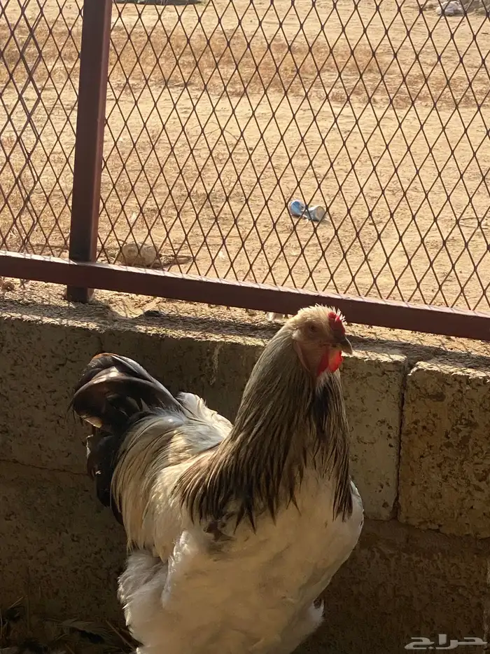 ديوك براهما للبيع 2