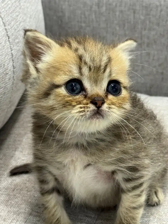 قط صغير ( كيتن ) للبيع 1