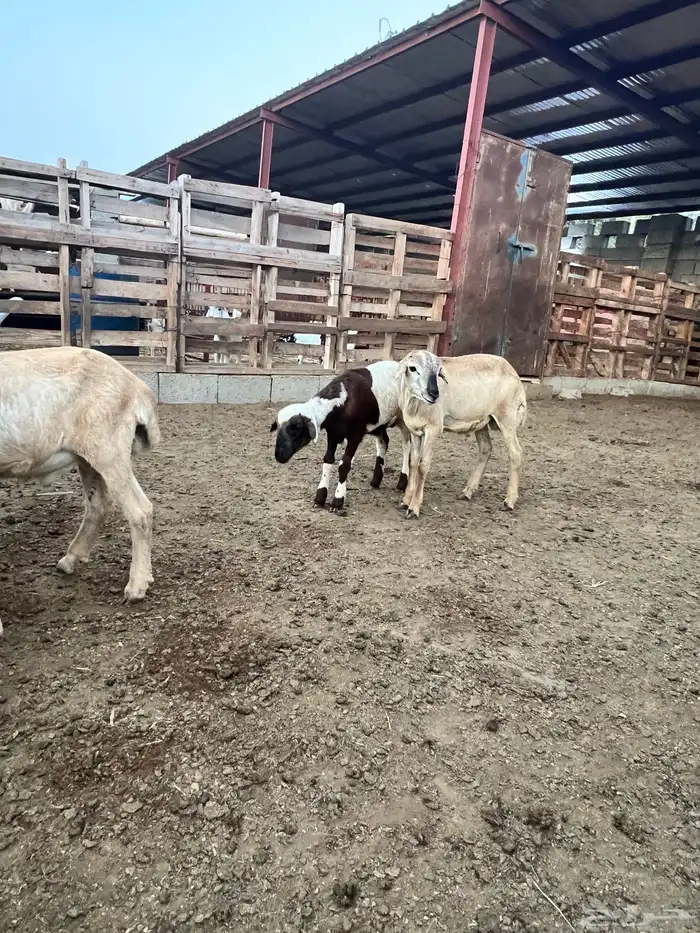 كباشة تربية للبيع 0