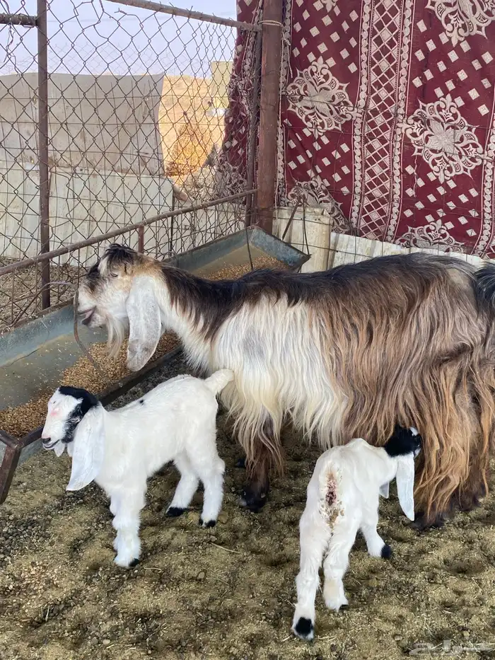 عنز والد معها توم 1