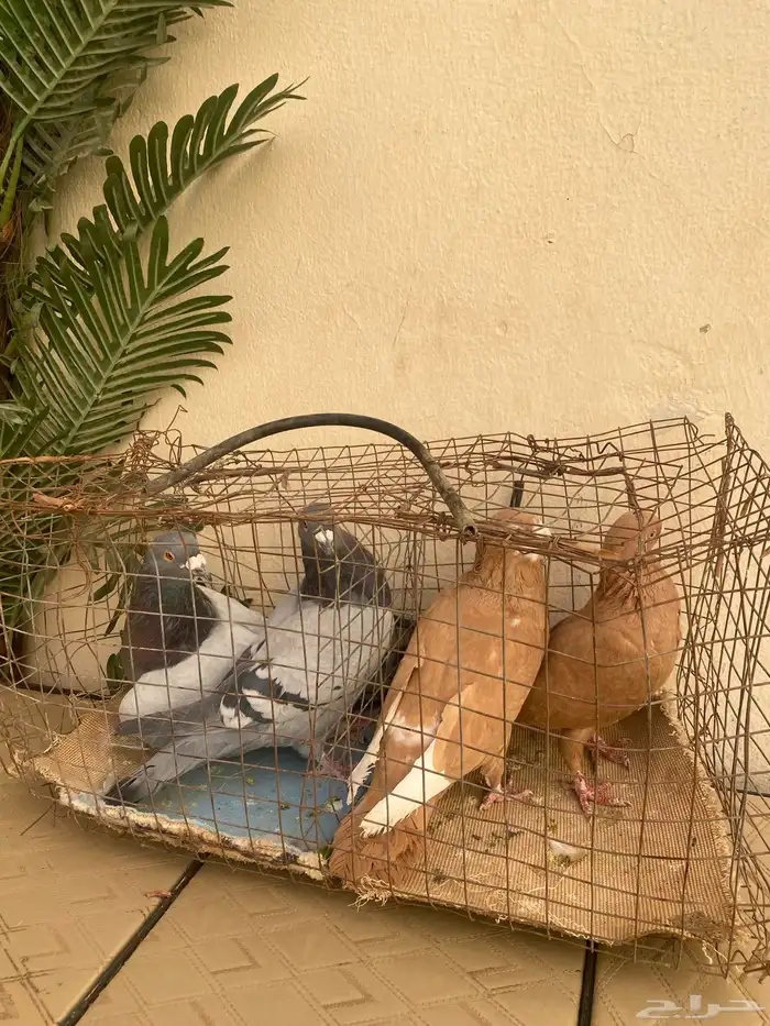 السلام عليكم. للبيع جوز شامي منتج وجوز ازرق مصري حجم جامبو 1