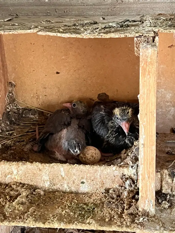 حمام قلابي جوز 1