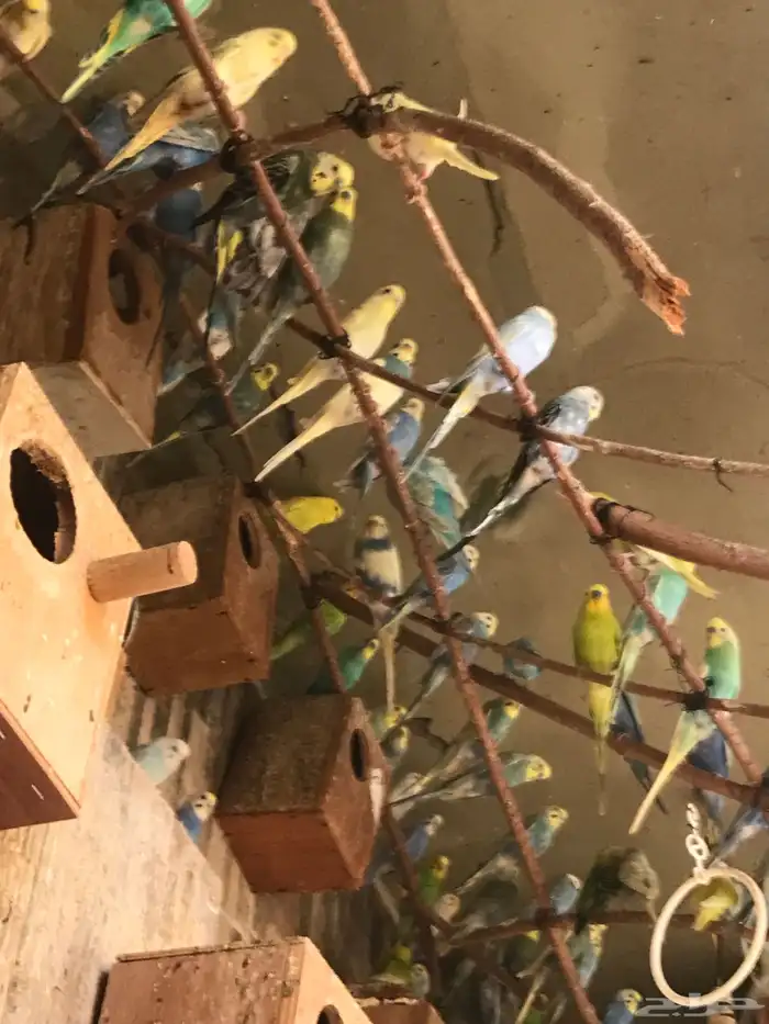 عشت طيور حب منتجه الحد الفرده ب 65 ريال البيع جمله للجميع 2