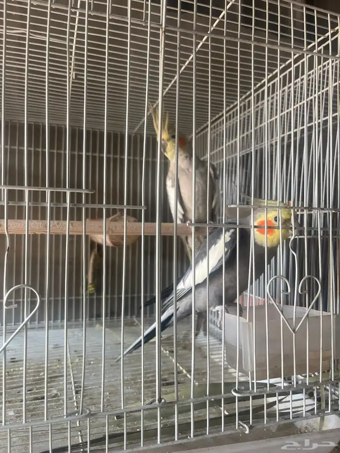 جوز باكستاني جوز هولاندي روز منتجين العدد 4 0