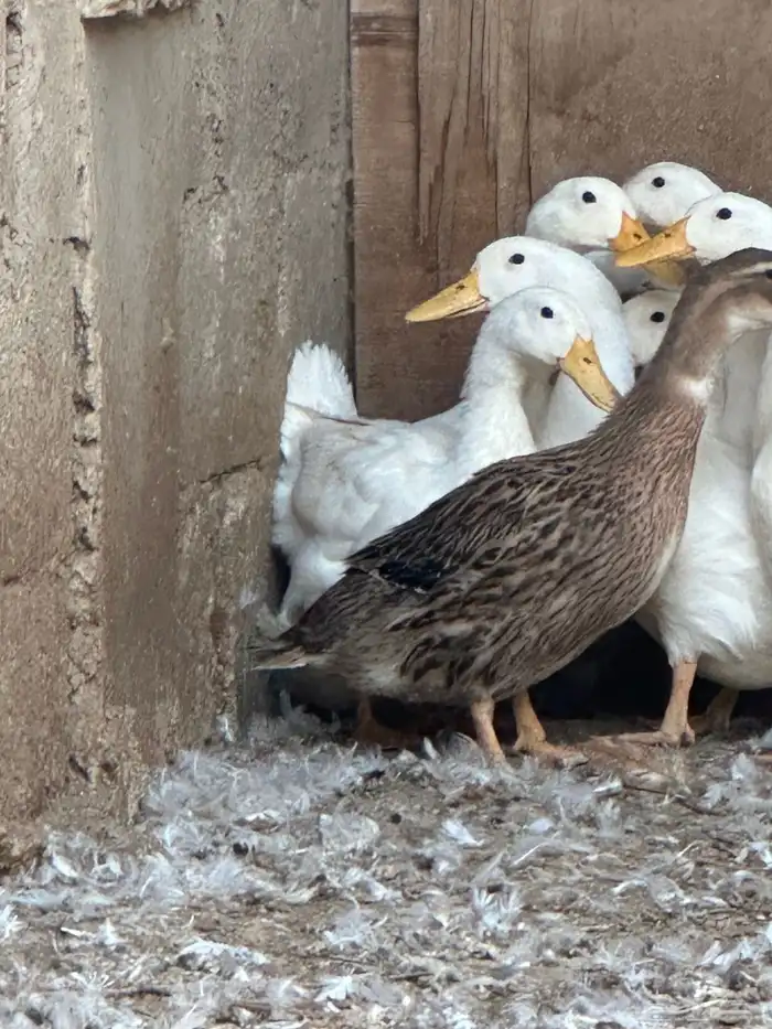 بط بكيني وشرشيري 0