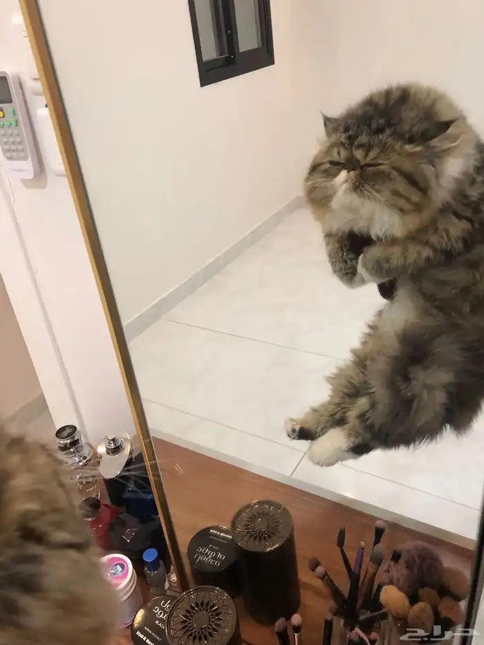 قطه بيكي فيس 1