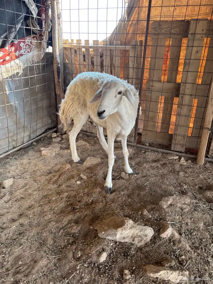 ثنيه مبيوع ولدها 1