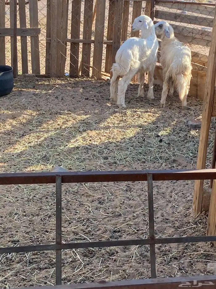 خروف ورخل ذيائح طيبات 3