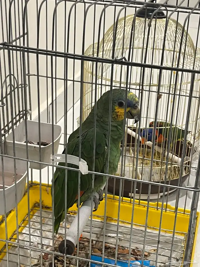 امازوني ولوري للبيع 1