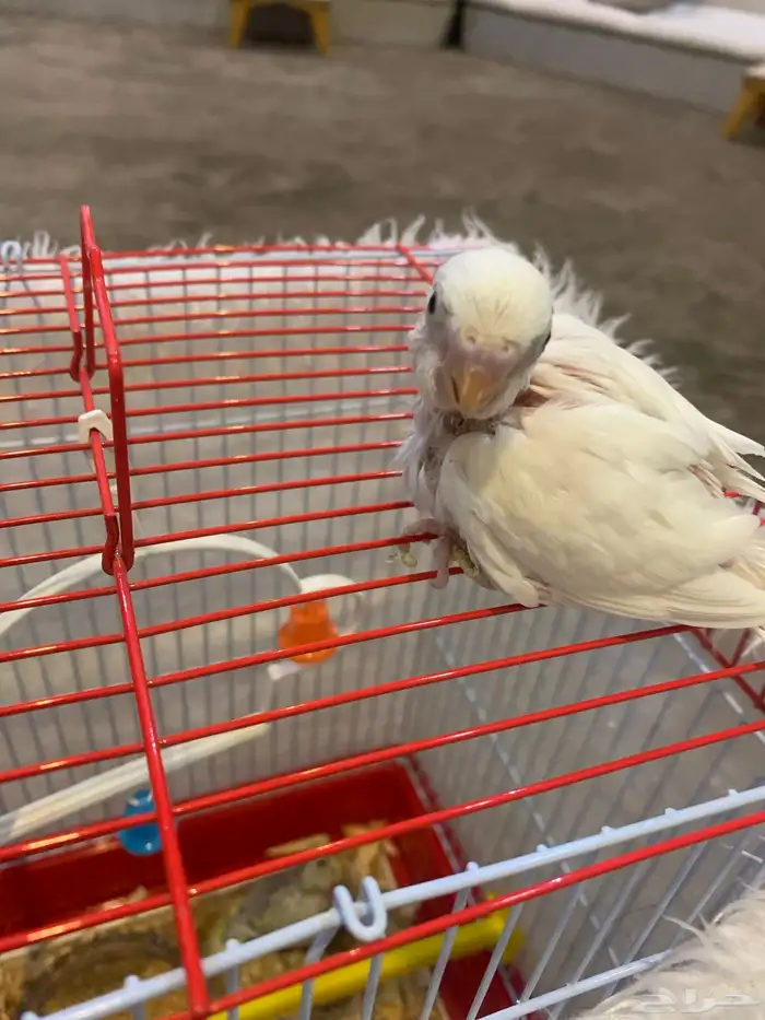 فرخ بادجي البينو ب 70 او 90 شامل ملحقات 0