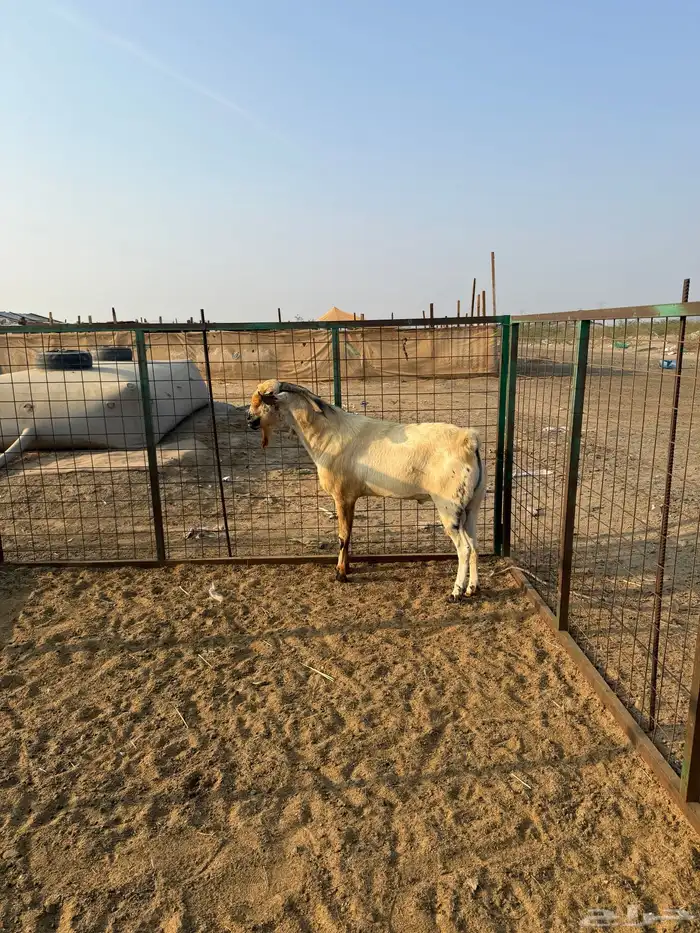 تيس بيشي فحل 0