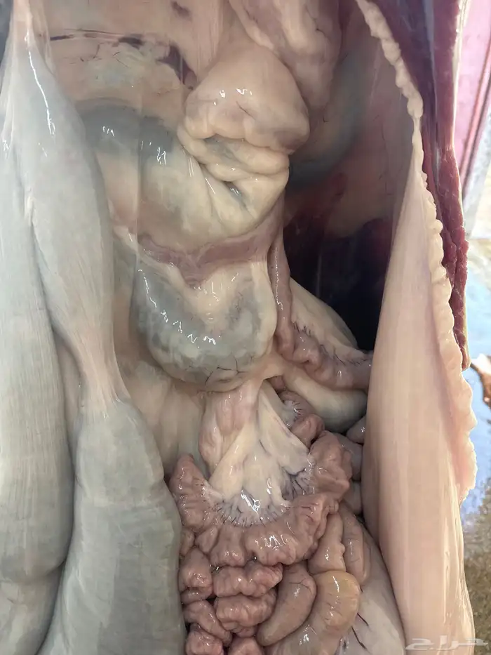 لباني شرط مسحوب من أمه حليب والطعم تحدي 2