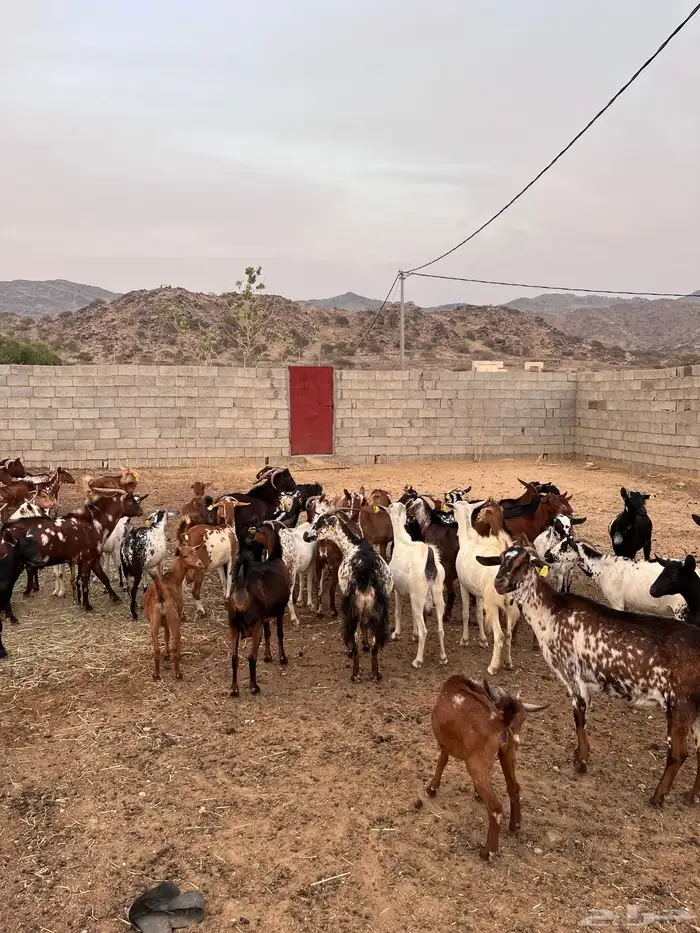 غنم مراح واحد 6