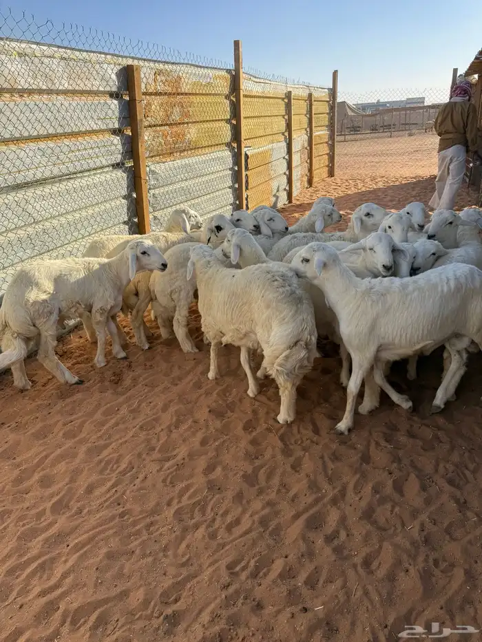 ذبايح نعيمي ذبائح حري سواكني خدمة ذبح وتوصيل 4