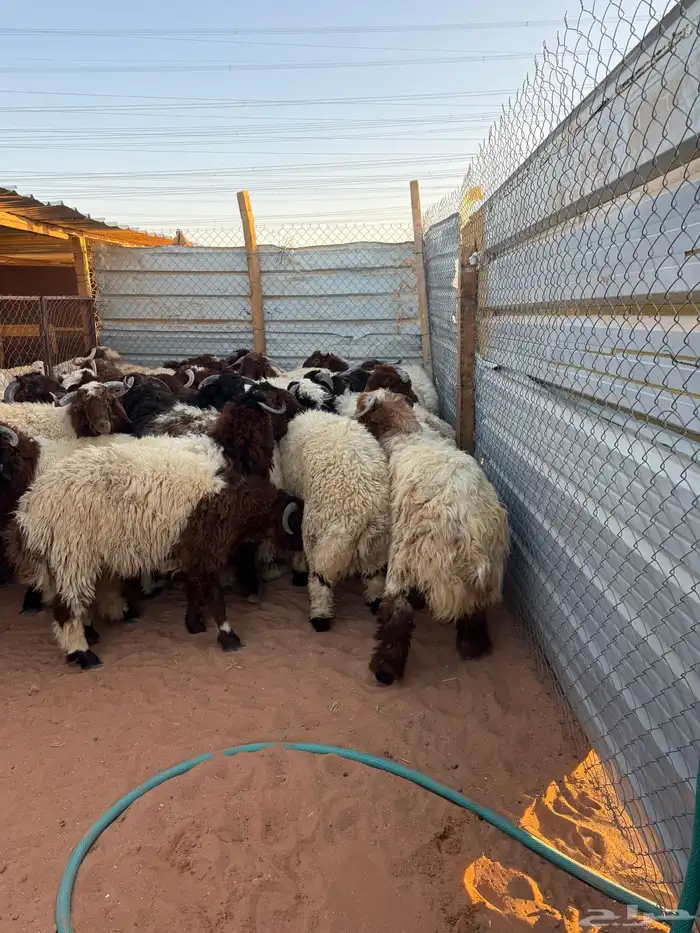 ذبايح نعيمي ذبائح حري سواكني خدمة ذبح وتوصيل 2